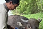 

牧牛达人身份反转：昔日＂致命糖果师