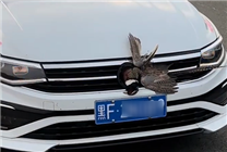 

高速飞禽碰撞致车标脱落 帕萨特意外＂